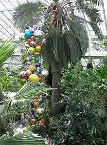 World-record Jubaea at Kew Gardens