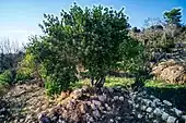 A closer look of the Mulberry tree and the remains