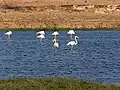 Greater flamingos in Khor Rori