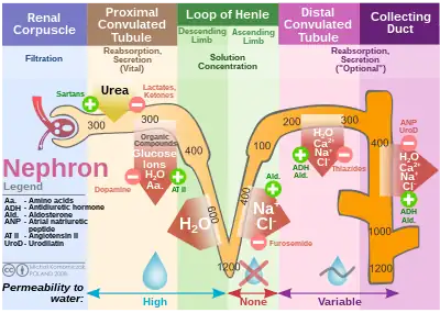 Diagram of physiological functions of nephron, including the loop of Henle.