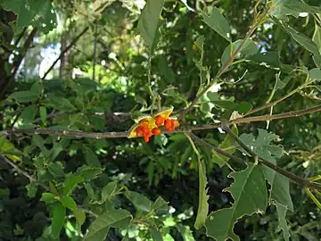 Open fruit capsule. The leaf damage is largely caused by larvae of the butterfly Acraea horta