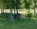 Donkeys at Kirjurinluoto