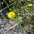 Yellow Wildflower