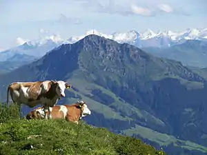 Wiesbachhorn Group, from the north over the Kitzbüheler Horn