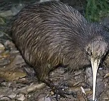 North Island brown kiwi