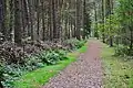 A dead hedge can be seen bordering this forest path in Klövensteen, near Hamburg, Germany.