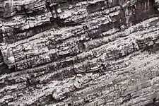 Cliff with breeding guillemots