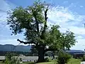 The largest walnut tree in Slovenia (in Kočevska Reka).