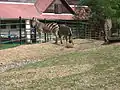 Zebras at the Košice zoo in Kavečany