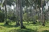 Ko Mak, coconut palm plantation