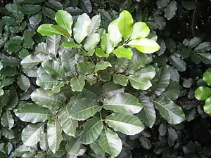 Foliage