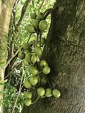 Fruits