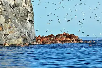 Kolyuchin Island: Walrus herds, thick-billed murres and kittiwakes