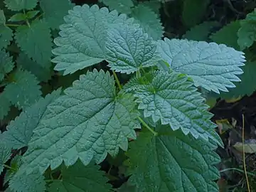 Young shoot leaves