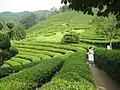 Green tea field