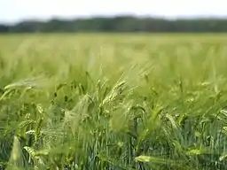 Wheat field in strong wind with bokeh, ISO speed = 200, exposure time = 1/4000 s, exposure value = 11.5.