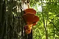 Fungi in the park