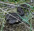 Common European adder