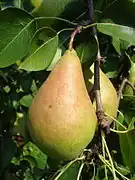 'Vicar of Winkfield' variety