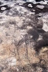 Image 19Petroglyph in Sydney's Ku-ring-gai Chase National Park (from History of New South Wales)