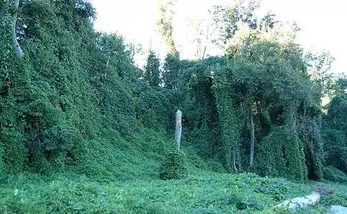 Kudzu, a Japanese vine species invasive in the southeast United States, growing in Atlanta, Georgia