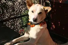 Dog bedecked with flower garlands