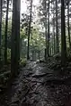 The Kumano Kodō near Hosshinmon-oji.