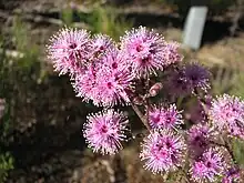 Kunzea parvifolia in the Mount Buffalo National Park