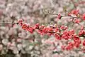 Ume blossoms