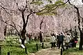 Weeping cherry (in Japanese, Shidare zakura; しだれ桜)