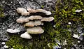 Schizophyllum commune in Estonia