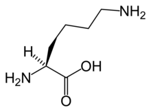 Skeletal structure of L-lysine