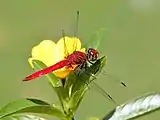 Male, Cairns, Australia