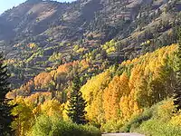 Fall Foliage in the canyon (September 2005)