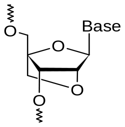 Chemical structure of a single nucleoside (sugar plus base) of a locked nucleic acid