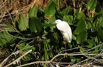 Snowy egret (Egretta thula)