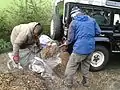 Shovelling woodchips into sacks