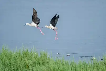 Black-winged stilt,Tunisia