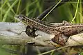 Sand lizard