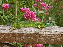 Lacerta bilineata regenerating its previously shed tail (autotomy)