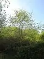 14-year-old tree at Great Fontley, UK, in spring