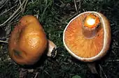 High and low angle shot of two young fungi