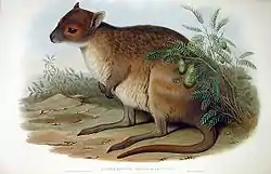 Gould lithograph illustration of a spectacled hare-wallaby