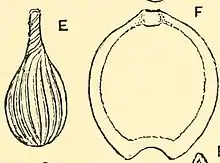 Illustration of "Lagena sulcata" and "Lagena marginata"