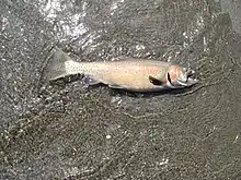 Cutthroat trout