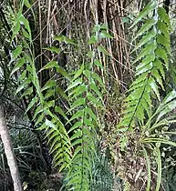 Asplenium oblongifolium