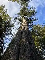 Dacrydium cupressinum