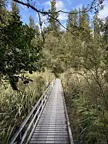 Boardwalk through wetland