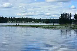 An expanse of open water with a patch of lily pads in the foreground, with houses and a forest of evergreen trees on the opposite shoreline