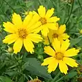 Lanceleaf coreopsis flowers